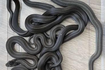 Snakes kaufen und verkaufen Photo: Elaphe dione Barnauł CB25 Snakes kaufen und verkaufen Photo: Elaphe dione Barnauł CB25