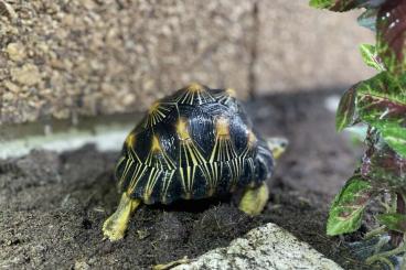 Landschildkröten kaufen und verkaufen Foto: Astrochelys radiata cb 2015 