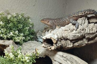Lizards kaufen und verkaufen Photo: 1.1 Egernia stokesii CB 2022
