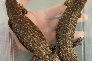 Echsen kaufen und verkaufen Foto: Egernia stokesii zellingi & Uta stansburiana CB Echsen kaufen und verkaufen Foto: Egernia stokesii zellingi & Uta stansburiana CB