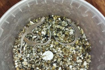 Echsen kaufen und verkaufen Foto: Egernia stokesii, Podarcis milensis, Uta stansburiana Echsen kaufen und verkaufen Foto: Egernia stokesii, Podarcis milensis, Uta stansburiana