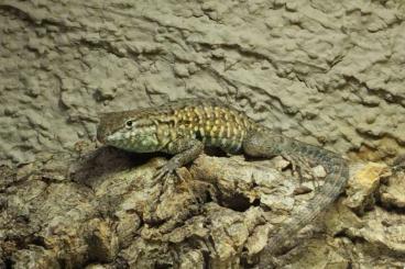 Echsen kaufen und verkaufen Foto: Egernia stokesii, Podarcis milensis, Uta stansburiana, Hierodula Echsen kaufen und verkaufen Foto: Egernia stokesii, Podarcis milensis, Uta stansburiana, Hierodula