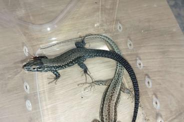 Echsen  kaufen und verkaufen Foto: Podarcis muralis brongniardii partially melanistic 