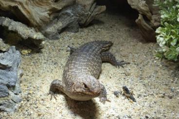 Echsen kaufen und verkaufen Foto: Egernia stokesii, Uta stansburiana Echsen kaufen und verkaufen Foto: Egernia stokesii, Uta stansburiana