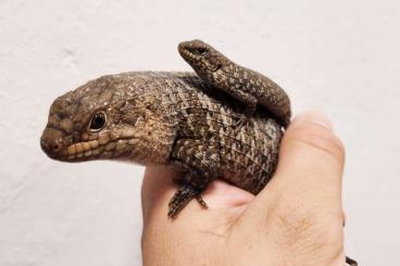 Lizards kaufen und verkaufen Photo: Egernia stokesii, Uta stansburiana Lizards kaufen und verkaufen Photo: Egernia stokesii, Uta stansburiana
