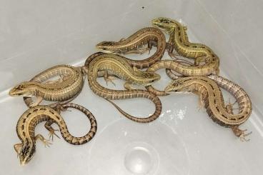 Echsen kaufen und verkaufen Foto: Barisia imbricata Echsen kaufen und verkaufen Foto: Barisia imbricata