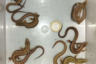 Echsen kaufen und verkaufen Foto: Barisia imbricata Echsen kaufen und verkaufen Foto: Barisia imbricata