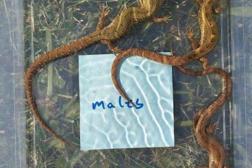 Echsen kaufen und verkaufen Foto: Barisia imbricata Echsen kaufen und verkaufen Foto: Barisia imbricata