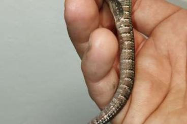 Lizards kaufen und verkaufen Photo: 3.3 Barisia imbricata Lizards kaufen und verkaufen Photo: 3.3 Barisia imbricata