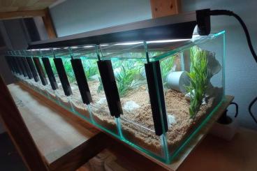 Terrarien kaufen und verkaufen Foto: Blockterrarium klein, mit Verbinder
