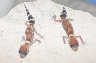 Geckos kaufen und verkaufen Foto: Underwoodisaurus, Nephrurus