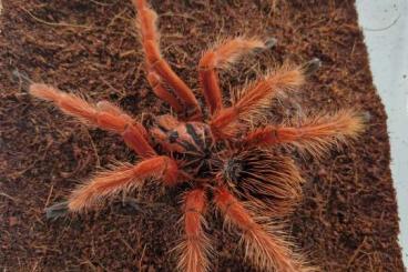 Spinnen und Skorpione kaufen und verkaufen Foto: Theraphosa u. Pamphobeteus 