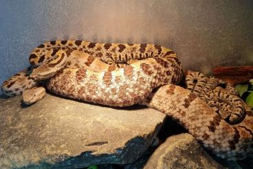 Giftschlangen kaufen und verkaufen Foto: Rattlesnakes. Abyssus & morulus.