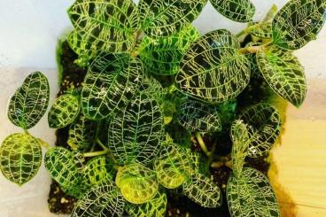 Zubehör kaufen und verkaufen Foto: Tropenpflanzen - Juwelorchideen - Macodes Petola