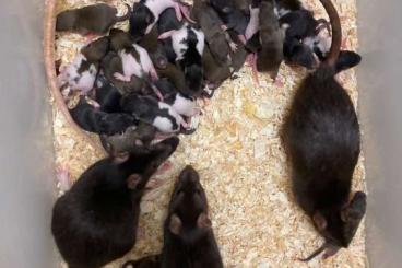 Futtertiere kaufen und verkaufen Foto: Frozen rats for Hamm                                 