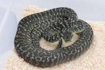 Schlangen kaufen und verkaufen Photo: Morelia spilota variegata / harrisoni Schlangen kaufen und verkaufen Photo: Morelia spilota variegata / harrisoni