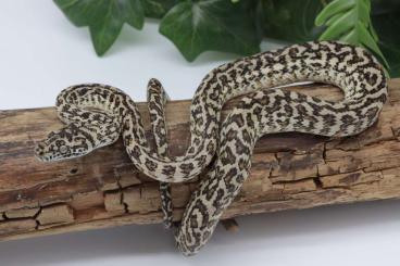 Schlangen kaufen und verkaufen Foto: Morelia spilota ssp.                      