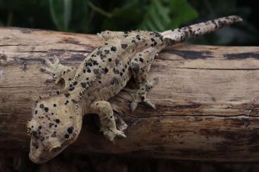 Geckos kaufen und verkaufen Foto: C.ciliatus Superdalmatian Geckos kaufen und verkaufen Foto: C.ciliatus Superdalmatian