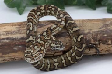 Snakes kaufen und verkaufen Photo: Morelia spilota Snakes kaufen und verkaufen Photo: Morelia spilota