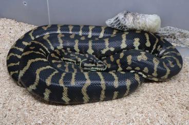 Schlangen kaufen und verkaufen Foto: Morelia spilota variegata, ssp. Schlangen kaufen und verkaufen Foto: Morelia spilota variegata, ssp.