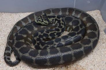 Schlangen kaufen und verkaufen Foto: Morelia spilota variegata, ssp. Schlangen kaufen und verkaufen Foto: Morelia spilota variegata, ssp.