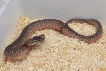 Schlangen kaufen und verkaufen Foto: Morelia spilota variegata / harrisoni Schlangen kaufen und verkaufen Foto: Morelia spilota variegata / harrisoni