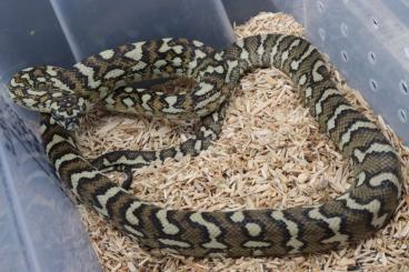 Schlangen kaufen und verkaufen Foto: Antaresia childreni, Morelia spilota