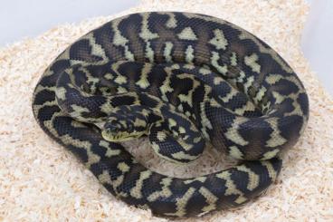 Schlangen kaufen und verkaufen Foto: Antaresia childreni, Morelia spilota Schlangen kaufen und verkaufen Foto: Antaresia childreni, Morelia spilota