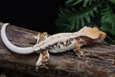 Geckos kaufen und verkaufen Foto: Correlophus ciliatus                