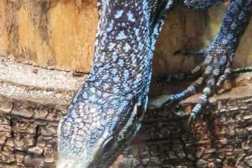 Monitor lizards kaufen und verkaufen Photo: Varanus Macraei 1.0 von 05/2023