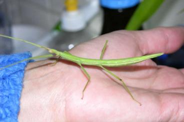 Insekten kaufen und verkaufen Foto: Mittelmeerstabschrecke "Bacillus rossius" selten angeboten Insekten kaufen und verkaufen Foto: Mittelmeerstabschrecke "Bacillus rossius" selten angeboten