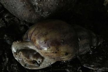 Schnecken kaufen und verkaufen Foto: A.tincta Achatschnecke Nachzucht