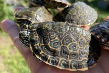 Schildkröten  kaufen und verkaufen Foto: ---- PSEUDEMYS GORZUGI ----