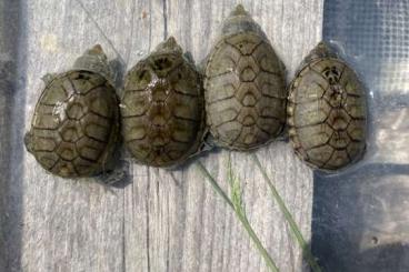 Schildkröten  kaufen und verkaufen Foto: CLAUDIUS ANGUSTATUS CAPTIVE BRED 24