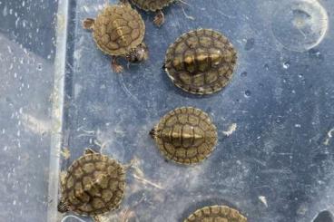 Schildkröten  kaufen und verkaufen Foto: GRAPTEMYS VERSA CAPTIVE BRED 24