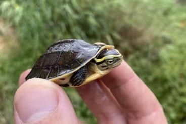 Schildkröten kaufen und verkaufen Foto: FOR VERONA STERNOTHERUS ODORATUS & CUORA AMBOINENSIS Schildkröten kaufen und verkaufen Foto: FOR VERONA STERNOTHERUS ODORATUS & CUORA AMBOINENSIS