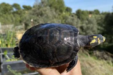 Turtles and Tortoises kaufen und verkaufen Photo: AMAZON RIVER TURTLE FOR HOUTEN Turtles and Tortoises kaufen und verkaufen Photo: AMAZON RIVER TURTLE FOR HOUTEN