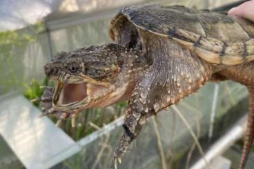 Turtles and Tortoises kaufen und verkaufen Photo: ORANGE HYPO COMMON SNAPPING TURTLE Turtles and Tortoises kaufen und verkaufen Photo: ORANGE HYPO COMMON SNAPPING TURTLE