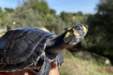 Turtles and Tortoises kaufen und verkaufen Photo: TURTLES AVAILABLE FOR HOUTEN JUNE Turtles and Tortoises kaufen und verkaufen Photo: TURTLES AVAILABLE FOR HOUTEN JUNE
