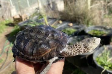 Turtles and Tortoises kaufen und verkaufen Photo: ACANTHOCHELYS SPIXI FOR HOUTEN Turtles and Tortoises kaufen und verkaufen Photo: ACANTHOCHELYS SPIXI FOR HOUTEN