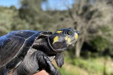 Turtles and Tortoises kaufen und verkaufen Photo: MANY TURTLES FOR HAMM IN SEPTEMBER Turtles and Tortoises kaufen und verkaufen Photo: MANY TURTLES FOR HAMM IN SEPTEMBER