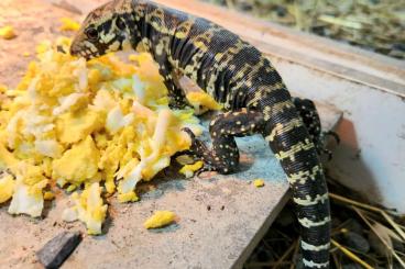Echsen  kaufen und verkaufen Foto: Baby captive bred Blue tegus 