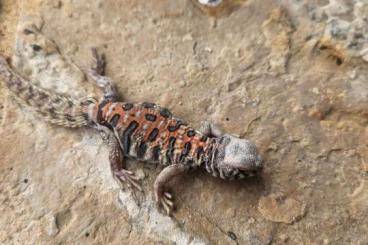 Echsen kaufen und verkaufen Foto: 2025 CB ornate uromastyx available Echsen kaufen und verkaufen Foto: 2025 CB ornate uromastyx available