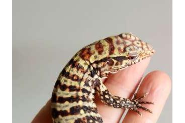 Warane kaufen und verkaufen Photo: Baby Tegus available CB 2025 