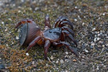 Spinnen und Skorpione kaufen und verkaufen Foto: Shipping all europe - true spiders, scorpiones, tarantulas and other