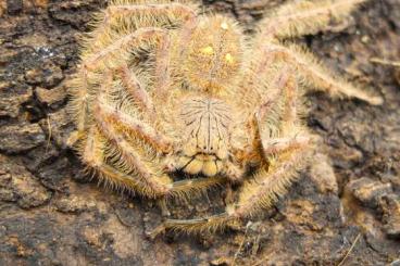 Spiders and Scorpions kaufen und verkaufen Photo: Shipping all europe - true spiders, scorpiones and other Spiders and Scorpions kaufen und verkaufen Photo: Shipping all europe - true spiders, scorpiones and other