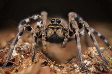 - bird spiders kaufen und verkaufen Photo: Lycosa tarantula medium size bulk!
