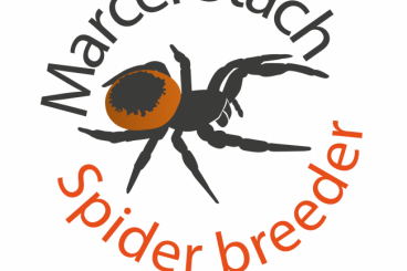 Spinnen und Skorpione kaufen und verkaufen Foto: spiderbreeder.pl - shipping all Europe Spinnen und Skorpione kaufen und verkaufen Foto: spiderbreeder.pl - shipping all Europe