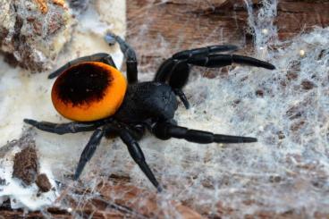 Spinnen und Skorpione kaufen und verkaufen Foto: spiderbreeder.pl - shipping all UE