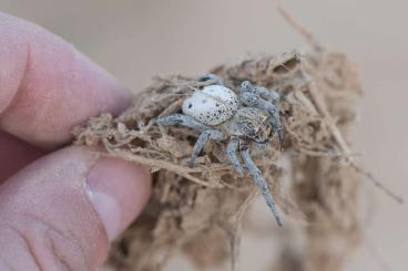 Spiders and Scorpions kaufen und verkaufen Photo: Tarantulas, true spiders and other